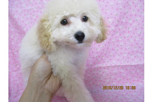 販売中のティーカッププードルの親犬